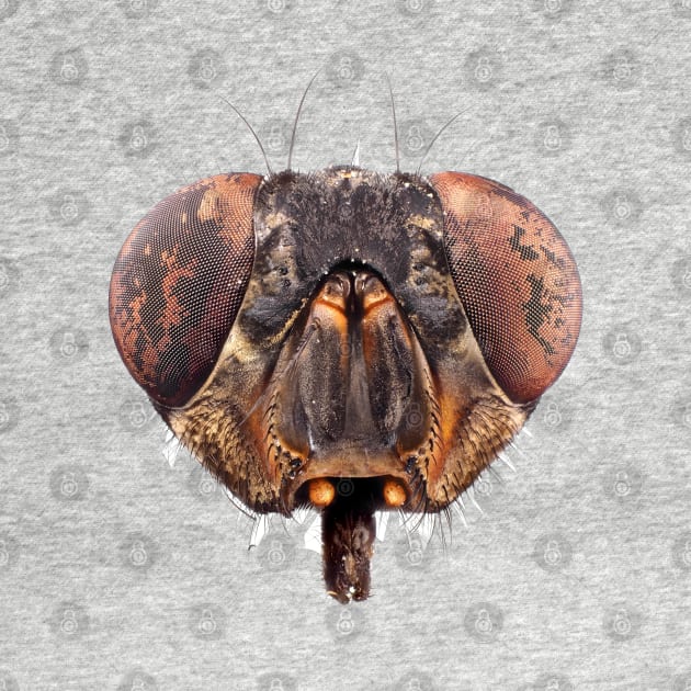 Fly head under the microscope by SDym Photography